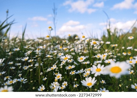 Wild daisy flowers growing on meadow, white chamomiles on blue cloudy sky background. Oxeye daisy, Leucanthemum vulgare, Daisies, Dox-eye, Common daisy, Dog daisy, Gardening concept.