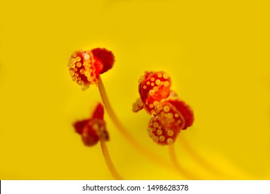 wild daisy pollen macro closeup