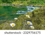 Wild daisy wildflowers on green-moss rock along North Umpqua river in Oregon