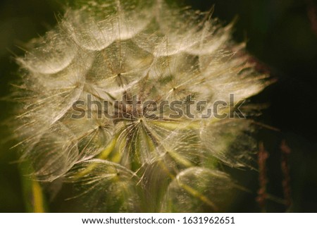 Similar – dandelion Life Harmonious