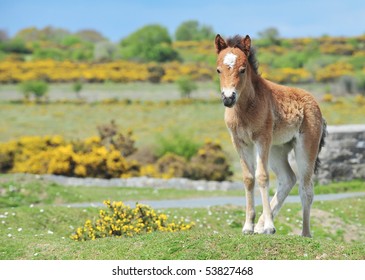 Wild Dartmoor Pony