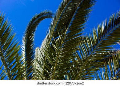 41 Senegal date palm Images, Stock Photos & Vectors | Shutterstock