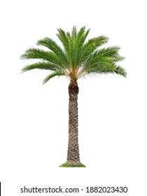 Wild Date Palm Tree Isolated On White Background.