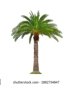 Wild Date Palm Tree Isolated On White Background.