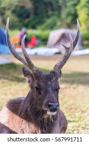 wild deer