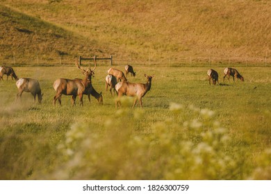 Wild Deer, California State Route 1