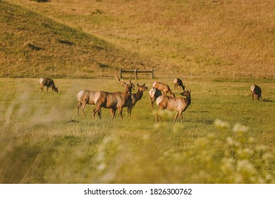 Wild Deer, California State Route 1