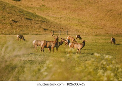 Wild Deer, California State Route 1