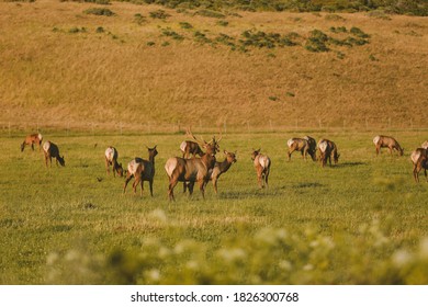 Wild Deer, California State Route 1