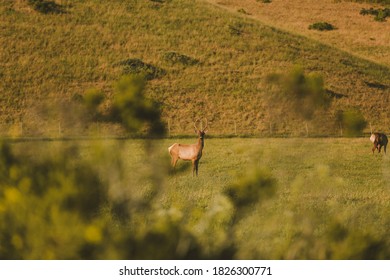 Wild Deer, California State Route 1