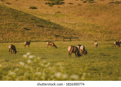 Wild Deer, California State Route 1