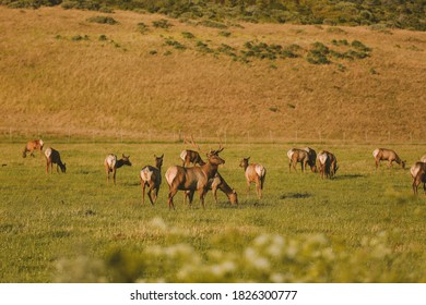 Wild Deer, California State Route 1