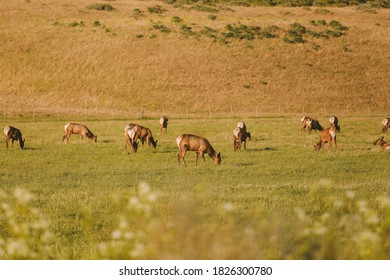 Wild Deer, California State Route 1