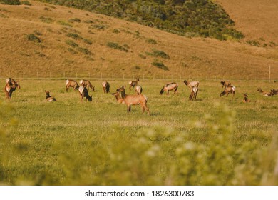 Wild Deer, California State Route 1