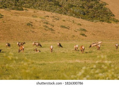 Wild Deer, California State Route 1