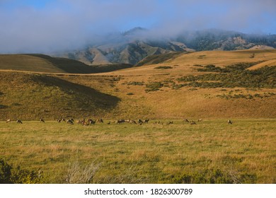 Wild Deer, California State Route 1