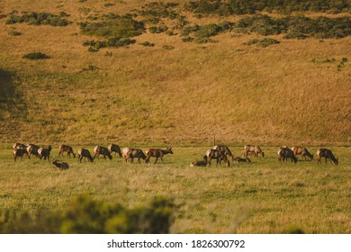 Wild Deer, California State Route 1