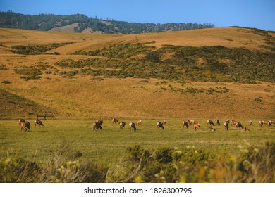 Wild Deer, California State Route 1