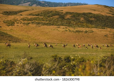 Wild Deer, California State Route 1