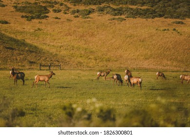 Wild Deer, California State Route 1