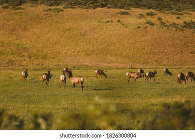 Wild Deer, California State Route 1