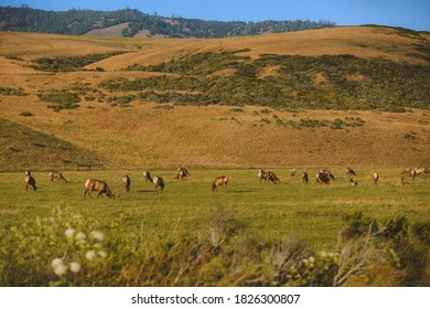 Wild Deer, California State Route 1