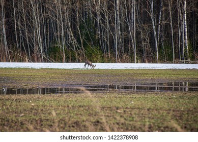 wild deer in empty spring field with no food