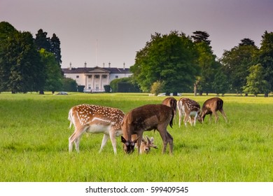 Wild Deer Grazing In Phoenix Park In Front Of The President Of Ireland's' House - Áras An Uachtaráin.