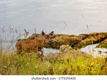 Wild Deer Looking Over The Ocean View In The Grassy Meadows Of Ruckle Park, Salt Spring Island. Shot In British Columbia, Canada. Great Camping Site For Wildlife Scenery And Sunsets.