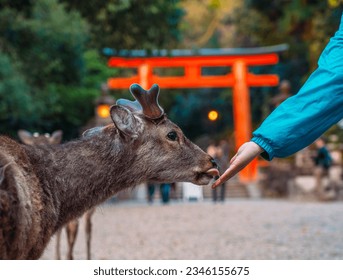 A wild deer in Nara, Japan - Powered by Shutterstock