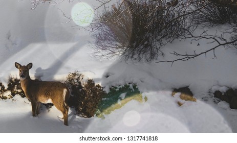Wild deer with natural lens flare and fresh snow