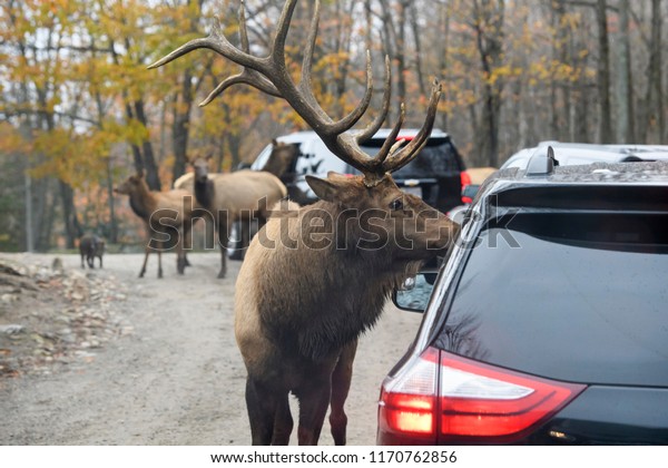 Wild Deer near\
the cars with tvisitors in Safari Park \