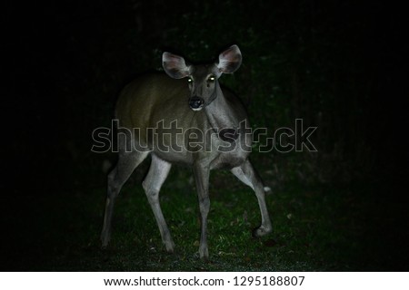 Wild deer in night life