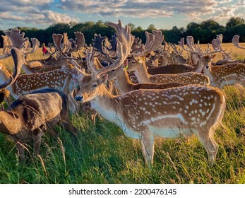 Wild Deer In Phoenix Park Dublin Ireland