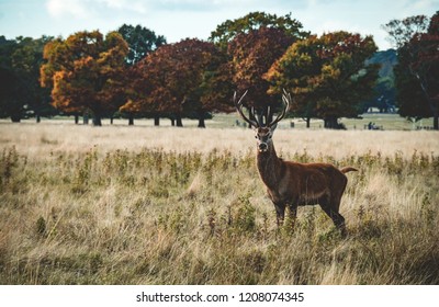 Wild Deer In Richmond Park