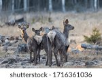 Wild deer in the spring forest