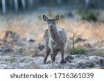 Wild deer in the spring forest