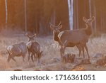 Wild deer in the spring forest