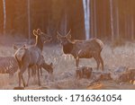 Wild deer in the spring forest