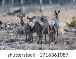 Wild deer in the spring forest