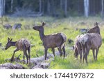 Wild deer in the sumer forest