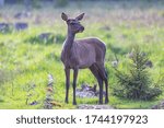 Wild deer in the sumer forest