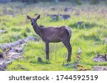 Wild deer in the summer forest