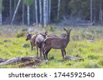 Wild deer in the summer forest