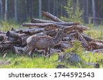 Wild deer in the summer forest