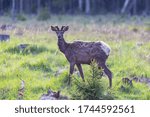 Wild deer in the summer forest