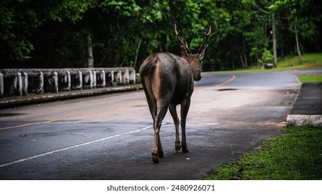 Wild deer walk on the road in Khao Yai National Park, World Heritage Forest, Thailand - Powered by Shutterstock