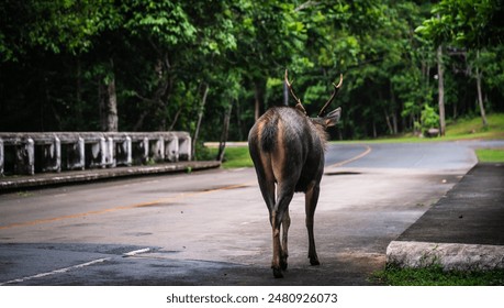 Wild deer walk on the road in Khao Yai National Park, World Heritage Forest, Thailand - Powered by Shutterstock