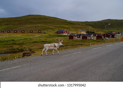 
Wild Deer Are Walking Along The Road In The Lofoten Islands. Summer In Norway