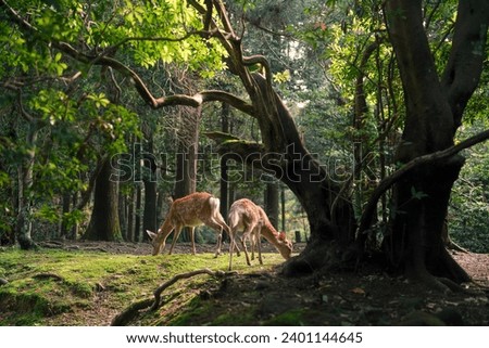 Wild Deer's life at Nara Park in Nara.